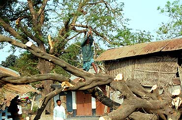 A man tries to hack an uprooted tree
