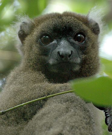 Greater bamboo lemur (Prolemur simus), found in Madagascar
