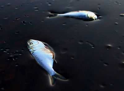 Poggy fish lie dead stuck in oil in Bay Jimmy near Port Sulpher, Louisiana on June 20, 2010. The BP oil spill has been called one of the largest environmental disasters in American history.