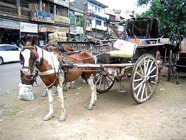 One of the many 'tongas' pulled off Delhi's roads