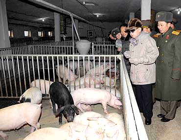 Kim Jong-il visits a pig farm at an undisclosed place in North Korea