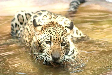 A leopard cools itself in the waters at Nehru Zoological Park