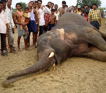 An elephant that was electrocuted some days back