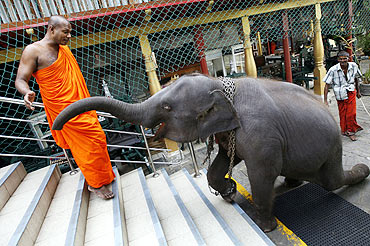 An elephant plays with a Buddhist monk