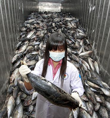 An official from Thailand's Food and Drug Administration takes a sample from a shipment of frozen fish imported from Japan to test for possible radiation contamination