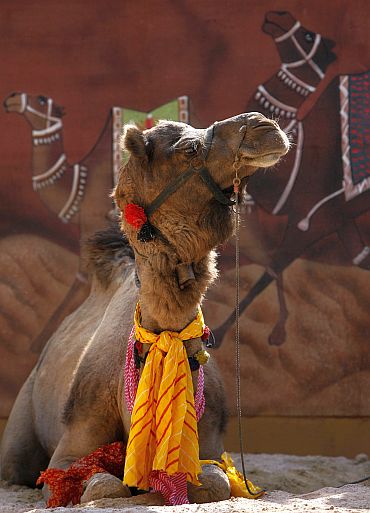A camel rests during the media preview