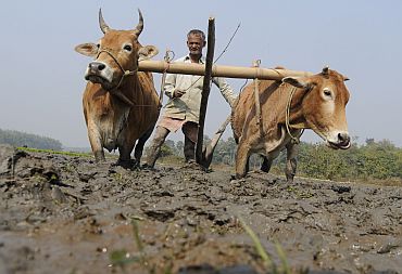 A farmer ploughs his paddy field in Kamalghat village