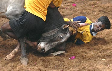 A villager is pinned down by a bull during a bull-taming festival on the outskirts of Madurai town