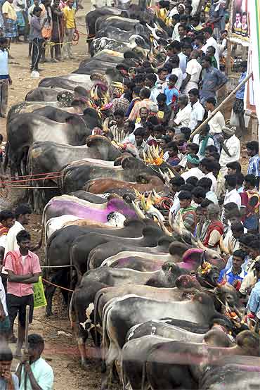 Bull-taming festival in Tamil Nadu