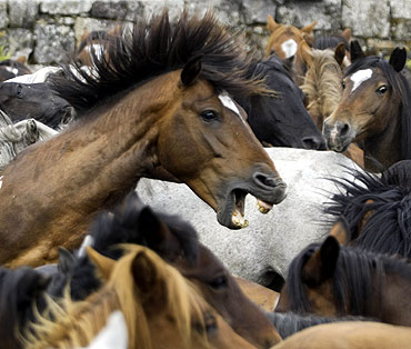 Wild horses are seen gathered