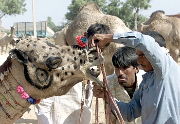 customers check the teeth of a camel to determine the age and the health of the animal during the annual Pushkar fair