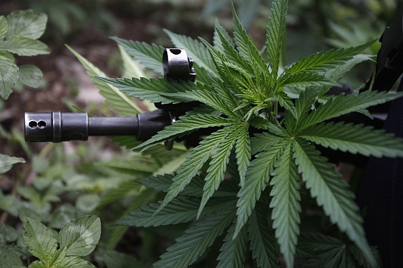 The rifle of a federal agent is seen through a marijuana leaf during the destruction of a marijuana plantation on the outskirts of the town of Casas Grandes, in the Mexican state of Chihuahua