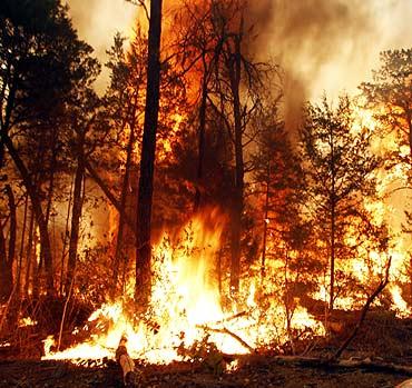 Flames engulf vegetation near Bastrop State Park as a wildfire burns out of control near Bastrop, Texas