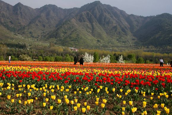 Kashmir's tulip garden has already attracted over a lakh visitors ever since it was thrown open to public on March 29
