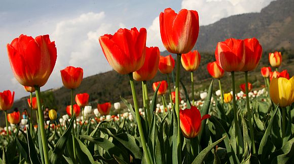 Authorities are likely to increase the import of the number of Tulips to three lakhs from Holland