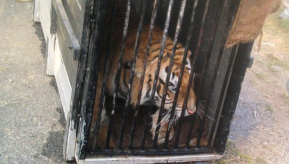 This was the third time since December 2008 that a tiger had strayed out of the wild to enter urban pockets including the neighbourhood of Lucknow