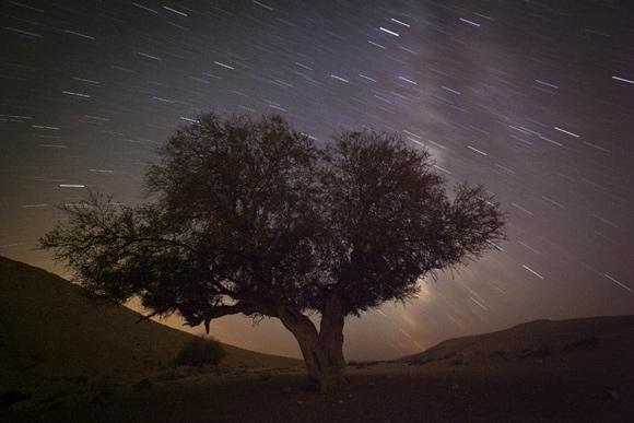 A long exposure shows stars behind a tree during the annual Perseid meteor shower near the southern town of Mitzpe Ramon