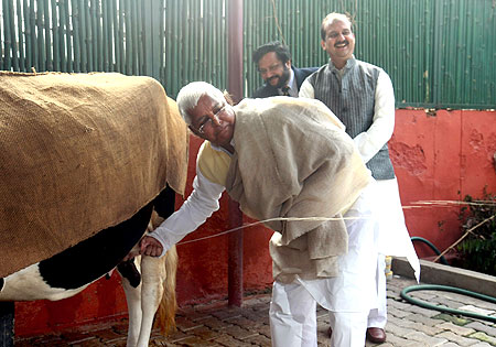 Lalu Prasad Yadav milks a cow at his New Delhi home