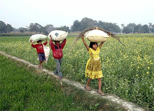 Children walk through a mustard field carrying dried leaves in Gauriganj, UP