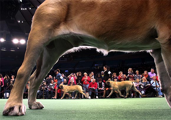 Mastiffs compete in the Best in Breed category