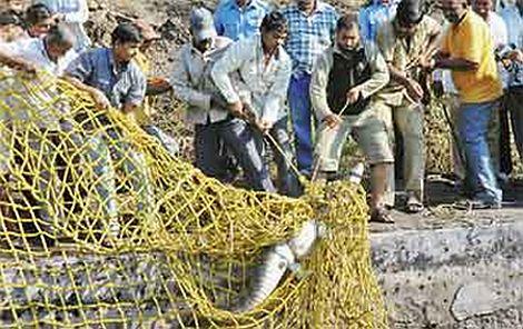 Video grab of the crocodile being trapped