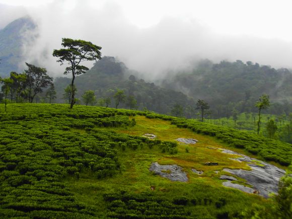 File picture of tea plantations along the Western Ghats