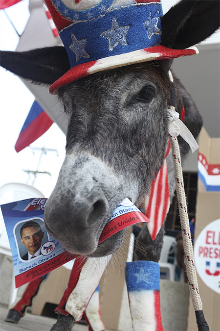 A donkey named Demo is pictured during a symbolic election organised by US President Barack Obama's followers