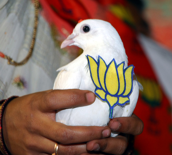 A pigeon bears the BJP's symbol