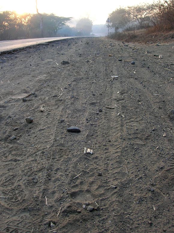 Leopard pugmarks next to human footmarks in Maharashtra's sugarcane belt. Vidya Athreya believes leopards live in farmlands across India, often far from protected forests.