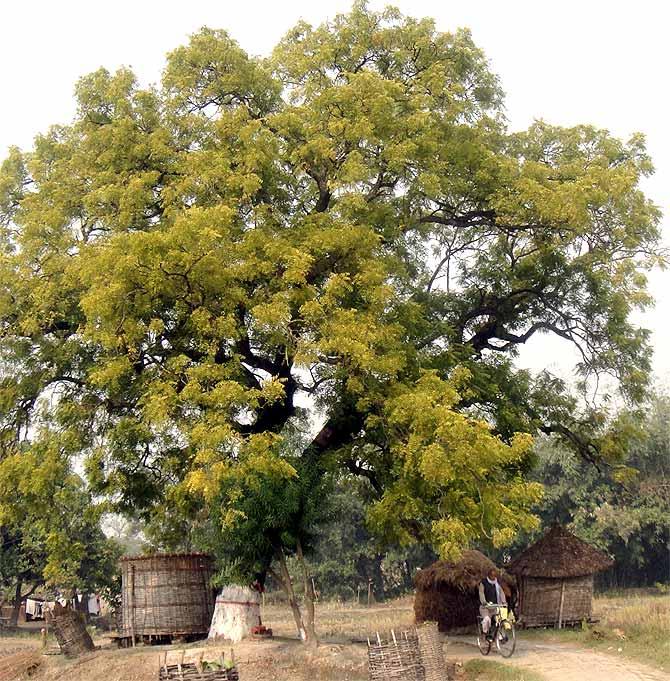 Dharmasati Gandaman is a small village in Bihar's Saran district where 23 children died after eating a midday meal on July 16, 2013.