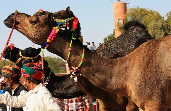 PHOTOS: Bikaner's camels get a buzz cut for festival