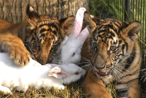 Rabbits play with tiger cubs at a theme park in Sanya, in south China's Hainan province.