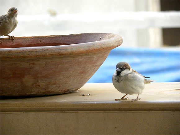 Top: At a bird adopter's Gurgaon home sparrows luxuriate in a bird bath. Right: Waiting for a morning feed