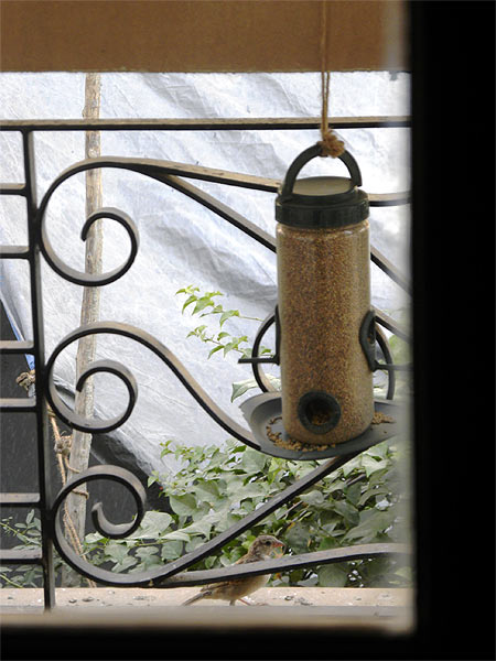 Top: Sparrows in Gurgaon feed at a Nature Forever Society Rs 89 bird feeder. Right: Mohammed Dilawar