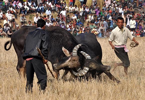 A pair of buffalos lock horns during a traditional buffalo fight on the occasion of Magh Bihu