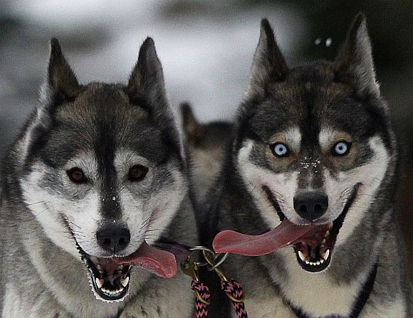 Huskies pant during a training session at Feshiebridge, in Aviemore, Scotland. The Siberian Husky Club of Great Britain will hold its annual sled dog rally this weekend