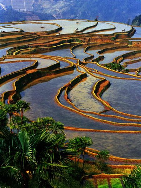 The Honghe Hani rice terraces