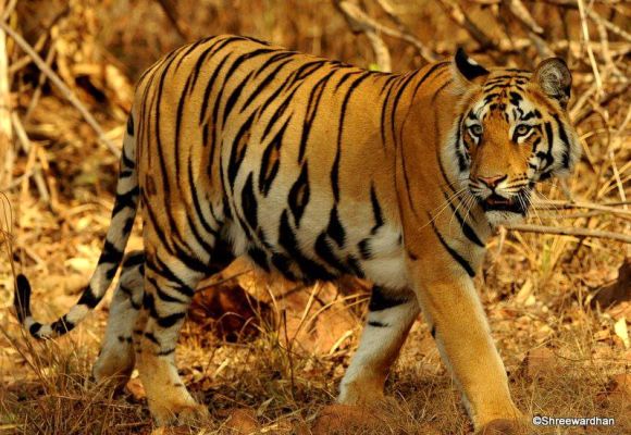 Tiger deaths at Corbett: Dark twist to a bright tale  News