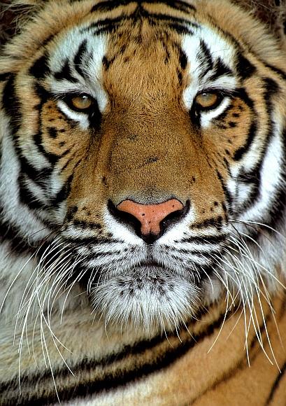 A Royal Bengal Tiger