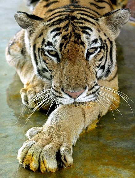 A Royal Bengal tiger watches from its enclosure at a nature park