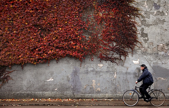 A cyclist rides past autumn-colored ivy climbing the wall of a building in downtown Copenhagen