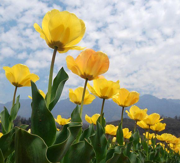 Tulips in full bloom