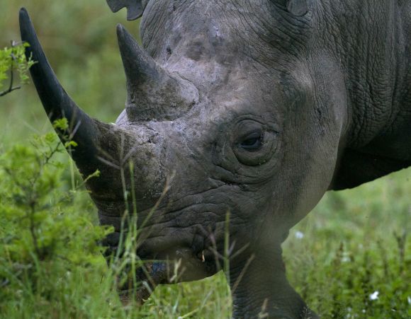 A black rhinoceros grazes in a private game reserve 300km (186 miles) north of Durban
