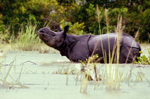 A one-horned Indian rhinoceros walks in the floodwaters of Kaziranga National Park in the northeastern state of Assam