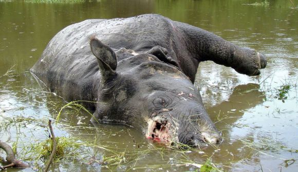 An Indian Rhinoceros lies dead with its horn missing at Kaziranga National Park