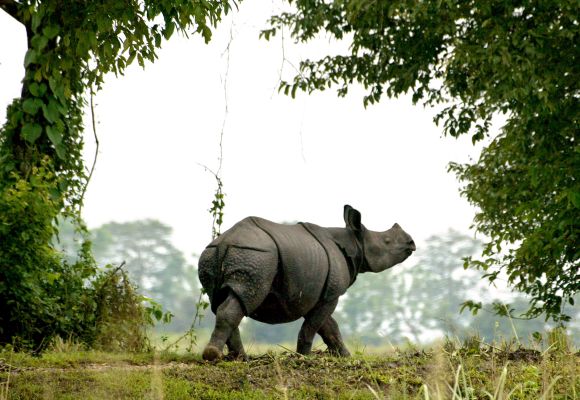 A one-horned Indian rhinoceros walks in Kaziranga National Park in the northeastern state of Assam
