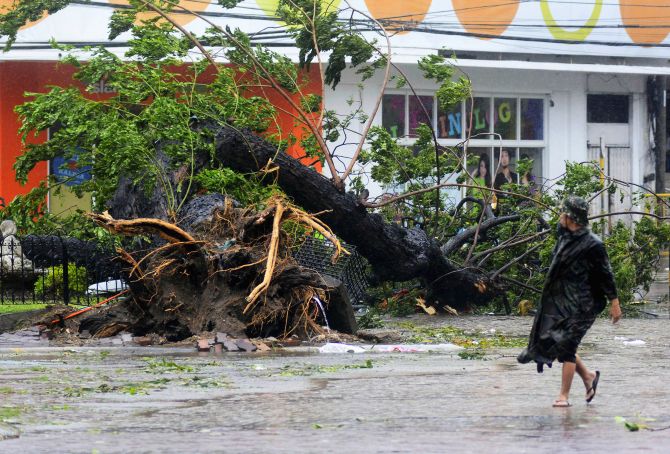 A man walks past a tree uprooted by strong winds brought by super Typhoon Haiyan in Cebu city.