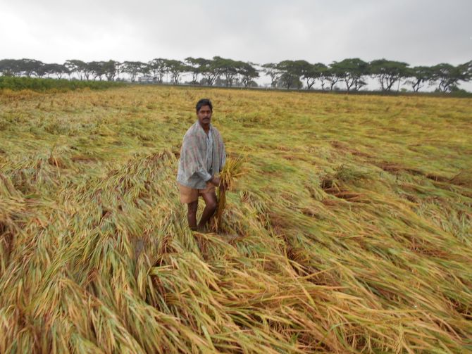 A farmer seen at a paddy field as cyclone-triggered strong winds gush through East Godavari