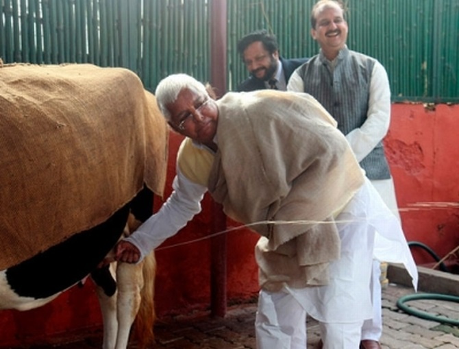 Lalu milks a cow at his residence in Delhi in this 2009 picture