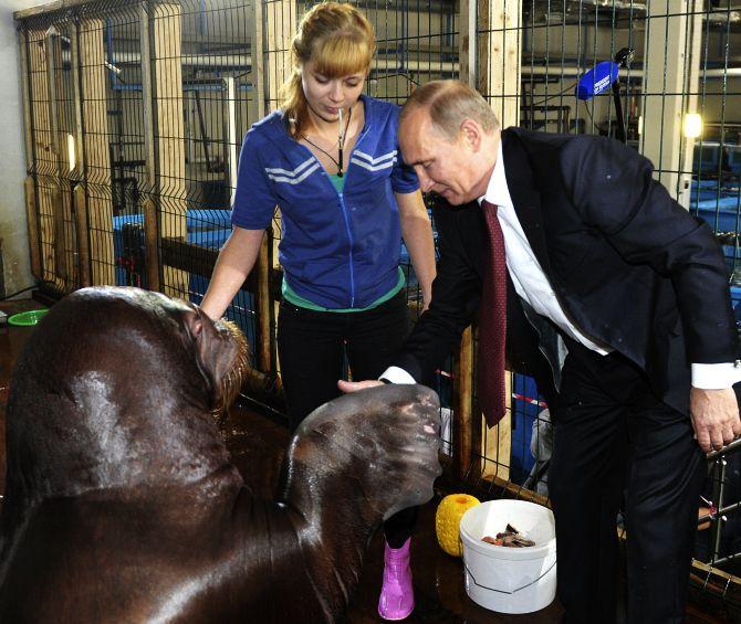 Russian President Vladimir Putin shakes hands with a walrus during his visit to the Primorsky Aquarium, which is under construction, on the Russky Island in the far eastern city of Vladivostok